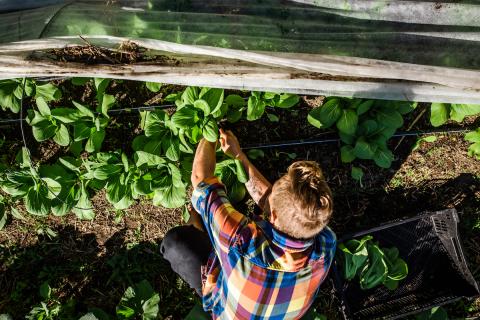 Harvesting lettuce at Highwater Farm in Bartlett, New Hampshire