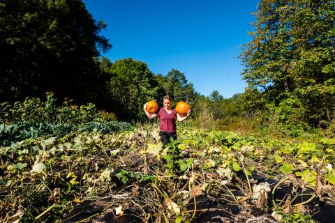 Pumpkin harvesting at Highwater Farm in Bartlett, New Hampshire