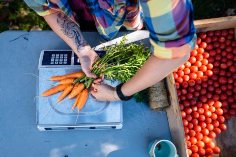 Weighing carrots at Highwater Farm in Bartlett, New Hampshire