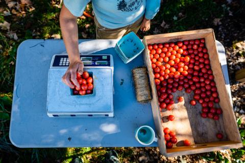 Weighing tomatoes at the Highwater Farm in Bartlett, New Hampshire