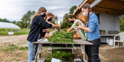 Sorting long beans at the Cornucopia Project in Peterborough, New Hampshire