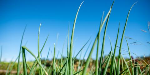 Onion tops growing in a field