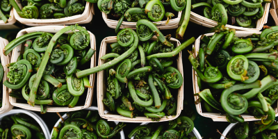 fiddlehead ferns
