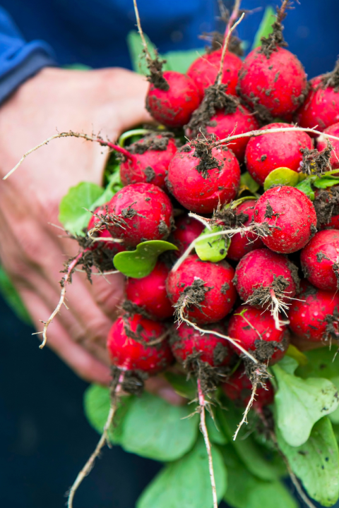 radishes