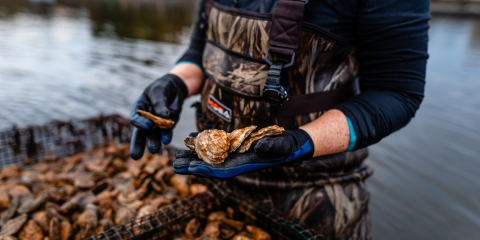 oysters