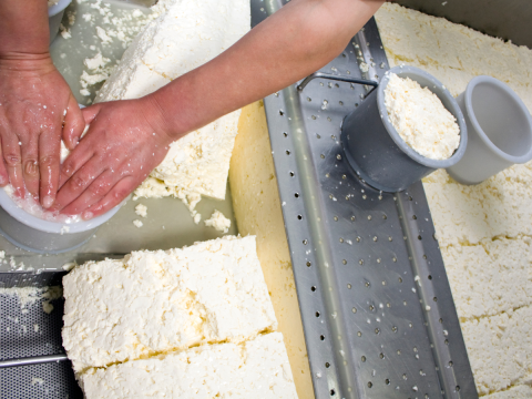 cheese making