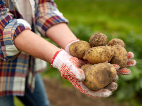 potato harvesting