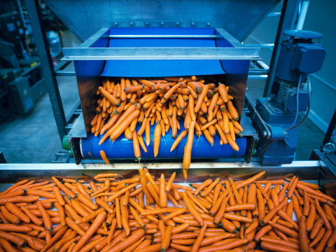 carrots being processed