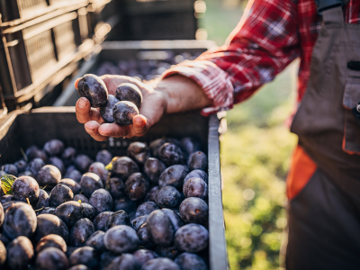 plums