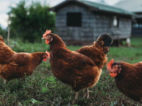 chickens in the field