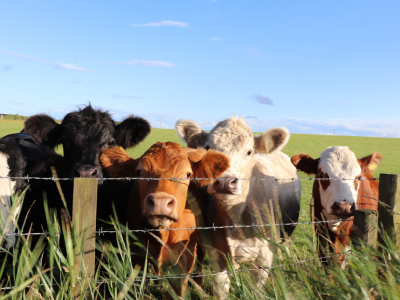 cows at the gate