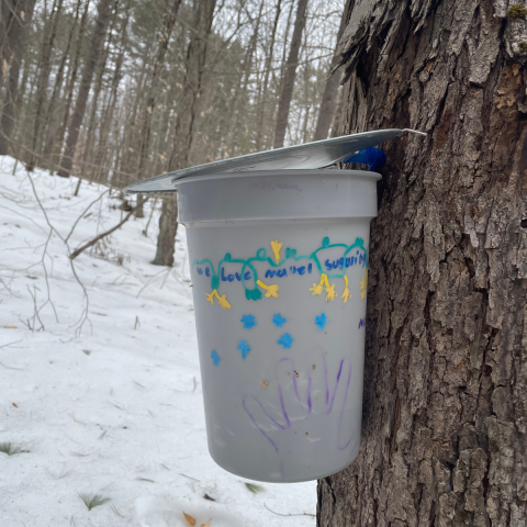 moharimet maple sugaring