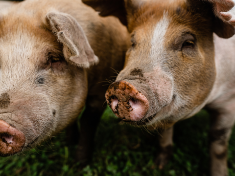 two pigs